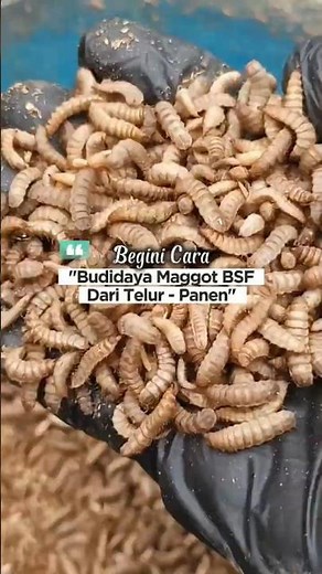 Cara Budidaya Maggot BSF dari Awal Sampai Panen | How to Raise BSF Maggots at Home Successfully 🏡