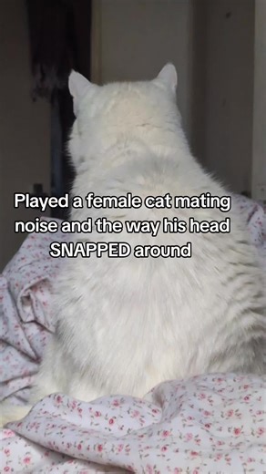 Cat's Hilarious Reaction to Mating Call Sound