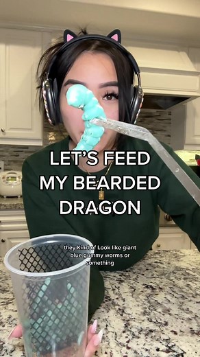 Feeding Bearded Dragon with Hornworms