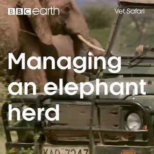 43K views · 1.2K reactions | Elephant herds are very close knit and will always want to protect their own, which means a difficult job for the vets taking care of them. | BBC Earth | Facebook