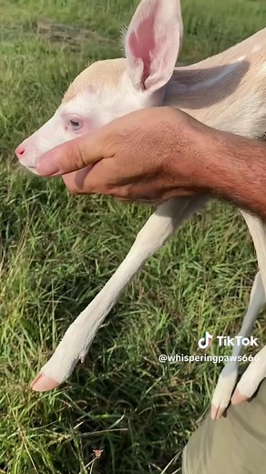 Abandoned White Deer Finds Loving Forever Home
