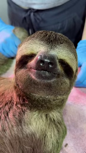 🌿 Witness Benjamin’s recovery 🦥🌴 | Kids Saving the Rainforest