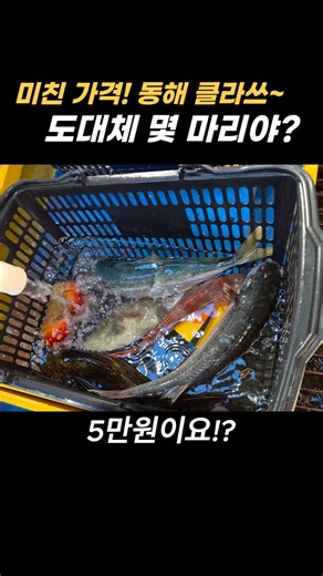 속초 고성 여행! 꼭 가봐야 할 수산시장! 거진항 난전시장