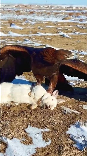 Eagle Hunting Rabbit ( Wildlife Predator Moment )