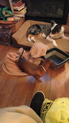 19 reactions | Good ol Brownie and her blanket fort | Ric Bater | Facebook