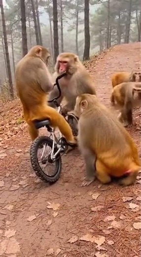 Der Affe macht DAS… keiner erwartet es 😂