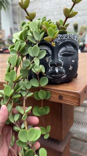 🌿 Peperomia Hope: Uma Pendente Que Encanta! 😍 #vandoefabi