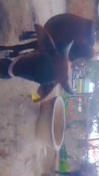 #my buffalo 🐃🐃