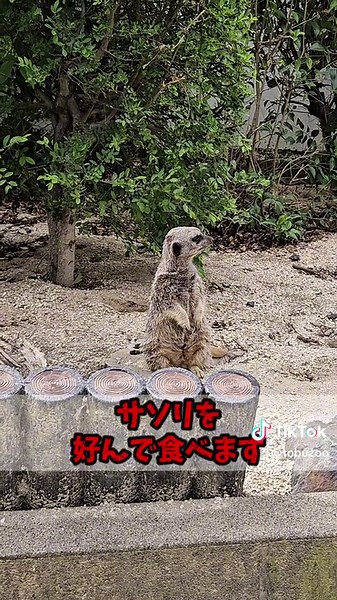 ミーアキャットの魅力と驚くべき習性