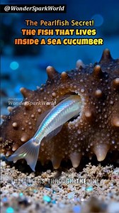 THE FISH That Lives Inside a Sea Cucumber – The Pearlfish Secret! #shorts