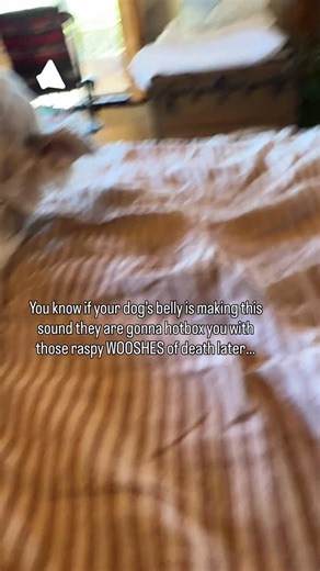 Ora’s stomach gurgles SO LOUDLY - there is no trickery here, I just put my phone mic on her pig belly and heard the tremors of future hot winds of torture. I guess this is the closest I’ll get to actual #asmr lol. Maybe they’re extra loud cause she has Zero fat on her stomach (wish I could say the same) so it just sounds like somehow is in there making sausage in an industrial kitchen. I know my sunchokes are the culprit, the dogs like to eat them like salad - either they barf it up in balls tha