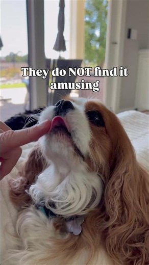 Royal Cavaliers Don’t Consent to Boops 👑🐶