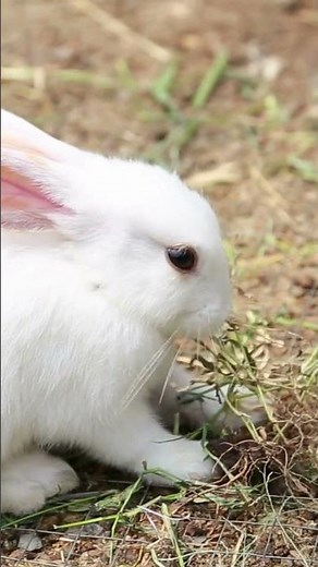 🐇 Rabbits – Nature’s Quick Thinkers