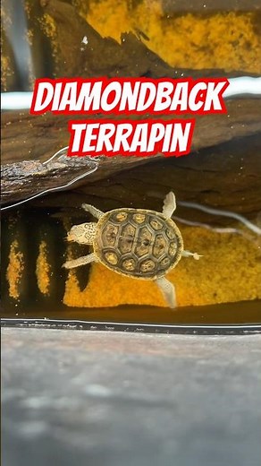 My Diamondback Terrapin is Starving #everevolvingexotics #reptileshop #turtle #reptiles #brackish