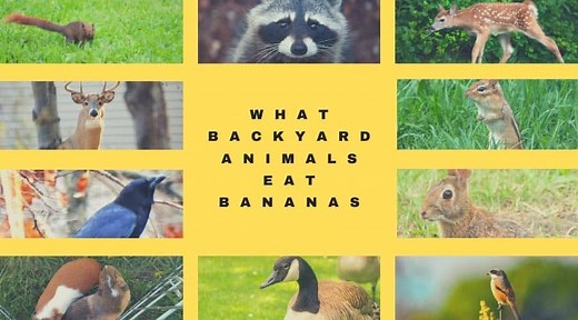 What Backyard Animals Eat Bananas | Fun In The Yard