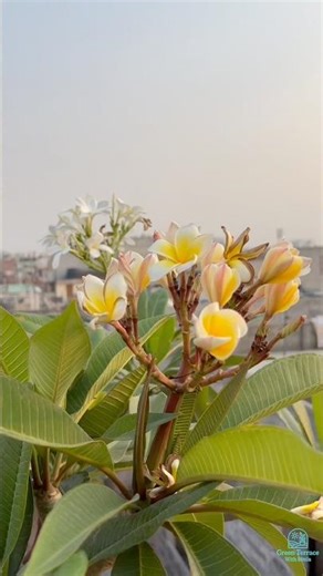 Best Plumeria Varieties for Terrace Garden