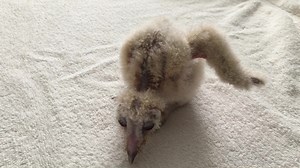 This #fallbackFriday is dedicated to this first baby barn owl of the busy spring season. Here he or she is just a week ago already at more than 200 grams! When it was moved to another satliette care volunteer, to be with other barn owls, it was more 300 grams.This is the owl that was left at the door of our wildlife hospital with its egg-tooth still in tact a few weeks ago. It is doing well and eating defrosted mice on its own. Eyes open. Walking. Hissing and biting, which is exaclty what we wan
