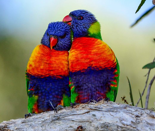 8 BEST Birding Tours in Australia! (2026)