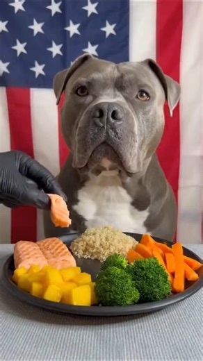 The Most Patient Dog Ever 😮🐕 #dog #cat #eatingchallenge #pets #food