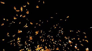 Butterfly Swarm Slow Motion Flying Monarch Stock Footage Video (100% Royalty-free) 1007373508 | Shutterstock