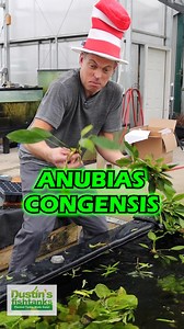 Anubias Congensis, KILLER, tall blade-like hardy Anubias. These are huge. We have POTTED and BARE ROOT varieties. Tie or glue them to a rock or driftwood. Shop Now! TANK ON! 👇 BARE ROOT 👇 https://dustinsfishtanks.com/products/anubias-congensis?variant=44205126549686 POTTED 👇 https://dustinsfishtanks.com/products/anubias-congensis Follow us! @DustinsFishTanks https://linktr.ee/dustinsfishtanks #aquascape #aquarium #fishtank | Dustin's Fishtanks