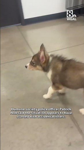 Dozens of animals tied to major hoarding case arrive at York County SPCA