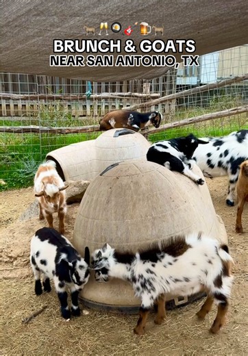 Brunch with Goats at The Goat in Spring Branch, TX