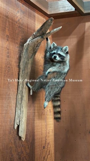 Exploring the Ya’i Heki’ Regional Native American Museum 🪶 | Perris, California