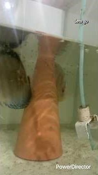 More than 100 discus babies wild alenquer #discus