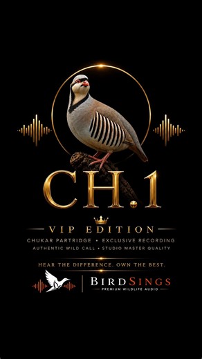 Chukar Call (Alectoris chukar) — Hunting Bird Sound [CH.1] | BirdSings