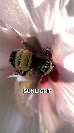 Bees and Wasps Go AFK at Night