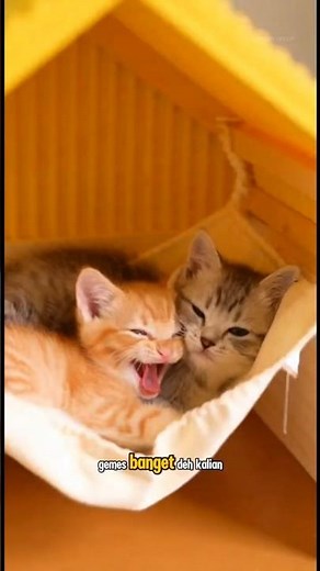 Dua Anak Kucing Main di Rumah Mini Buatan Mami! Gemes Banget 🐱🏠