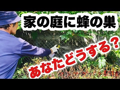 Wasp Removal (The Most Injurious Pattern) - What Beginners Don't Know About Wasp Removal🐝