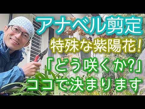 【アナベルの剪定】他の紫陽花より簡単な手入れで花が咲いてくれます(2025年1月)💐🎶