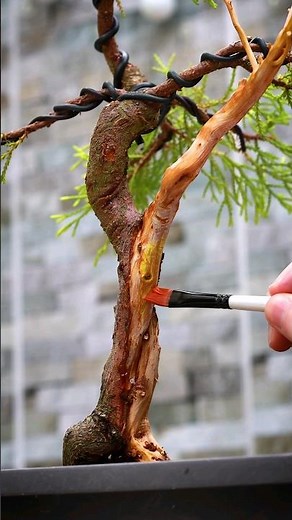 How To Apply Lime Sulphur to Your Bonsai Trees 🖌️