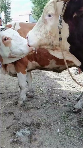 Just a real Simmental bull, big headed, strong for raising 134