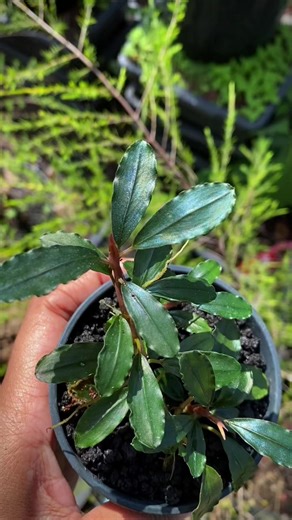 🌿✨ Bucephalandra glowing under the morning sun! Its shimmering leaves and elegant colors make it a true gem for any aquascape or plant collection. Have you added a Buce to your setup yet? #Bucephalandra #AquaticPlants #AquascapeInspiration #PlantLovers #RarePlants #NatureBeauty