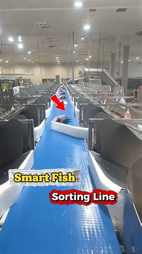 Smart Fish Sorting Line Technology Explained #fishsortingmachine #industrialautomation