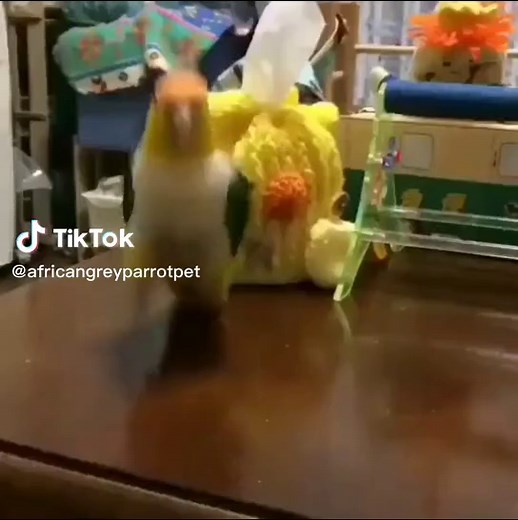 Caique parrot jumps like a kangaroo #caiqueparrot #caiqueparrots #caiqueparrotlovers #caique #caiques #caiqueparrot🦜 #caiqueparrotb #caique_slime #izzythecaique #whitebelliedcaique #whitebelliedcaiques #whitebelliedparrot #parrot #parrotsoftiktok #parrots #parrotslover #parrotsworld #parrotslove #parrotstand #petparrot #parrotstiktok #parrotlove #parrotlife #beautifulparrot #beautifulparrots #parrotjumping #parrotjumpingdrone #pangaroo #pangaroox #pangaro #bird #birdlover #birdlovers #funnyparr