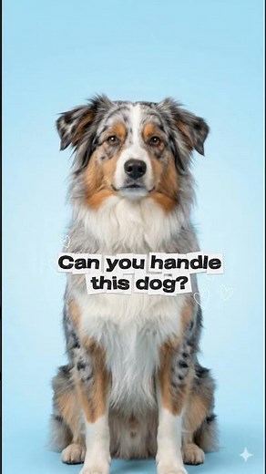 Australian Shepherd Dog Facts 🐶 Smart But Exhausting?