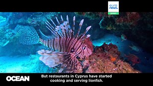 Scan before you buy: why two new apps aim to change seafood shopping