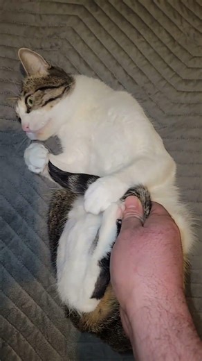 Je vivais dans la peur… mon cœur se brisait chaque jour en voyant Max s’affaiblir sous mes yeux… 💔🐱