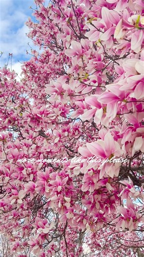 Spring Blooms 🌸 #spring #magnolia #springblooms #fairfaxva #dmv #springtime #springonshorts