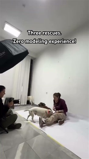From rescue to cuddle models🐾 📸