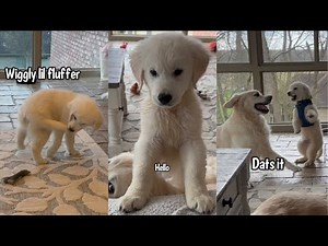 Cute & Funny Golden Retriever Puppy