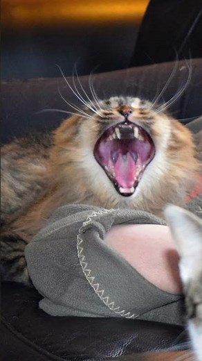 "How To Keep Your Cat Out of Your Bedroom - Easy DIY Cat Gate Tutorial!"