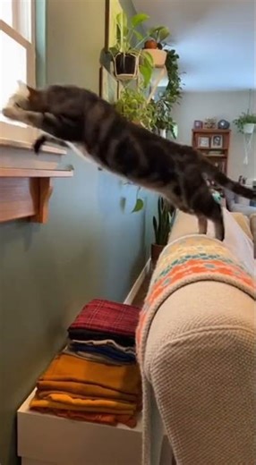 Cat's Epic Jump FAIL Caught on Camera!