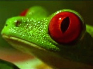 Godfrey Reggio - Anima Mundi (1992)