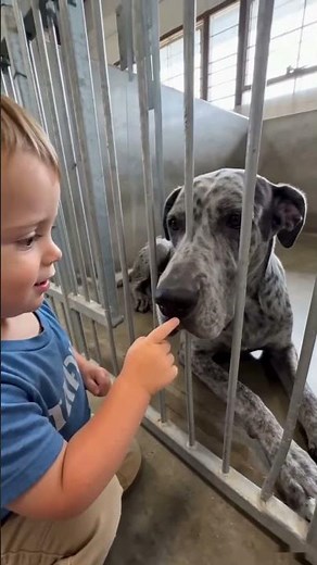 The Story Every Dog Lover Should Watch Today 🥹