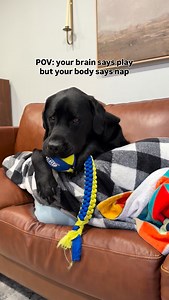 😴 #blacklab #labrador #labradorretriever #lab #fblifestyle | Remi and Walter